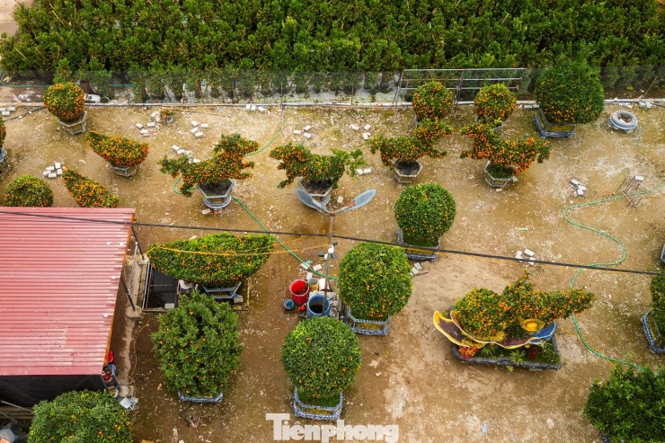 Xã Văn Giang (Hưng Yên) còn được biết đến là vựa hoa, cây cảnh lớn của miền Bắc; mỗi dịp giáp Tết, các sản phẩm nơi đây được thương lái thu mua, vận chuyển đi khắp các tỉnh, thành trong cả nước.