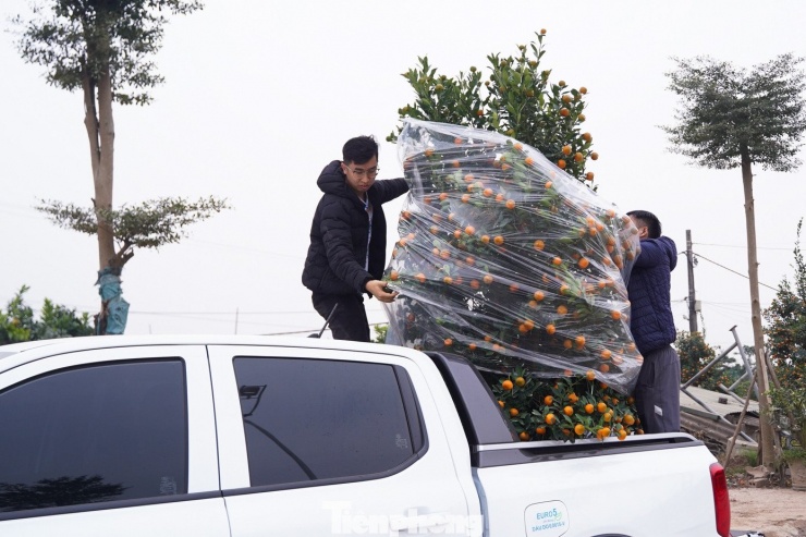 Nhiều khách tranh thủ chở cây về nhà sớm chơi Tết sớm.