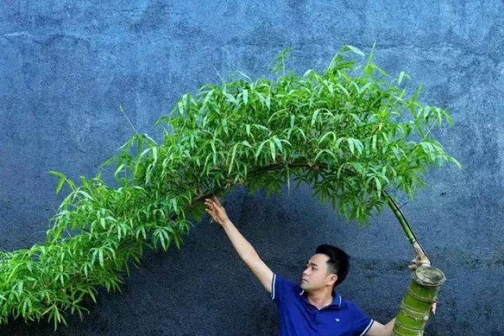 Hô biến những gốc tre xù xì thành “siêu phẩm” bonsai tiền triệu