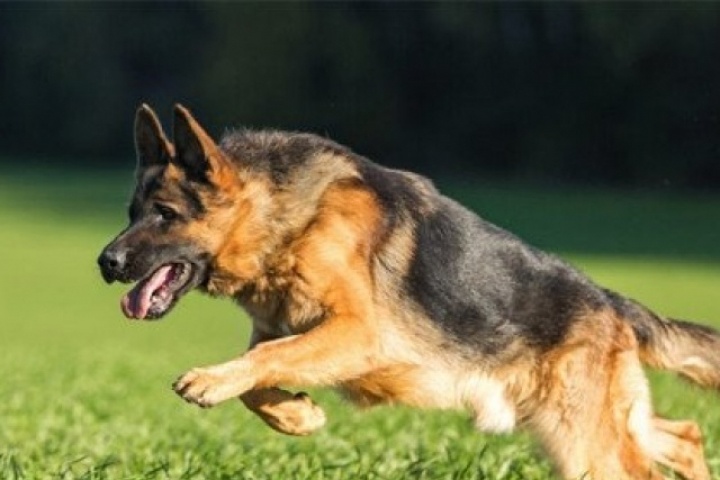 4 người trong gia đình ở Lào Cai bị chó cắn, 1 người tử vong nghi do bệnh dại