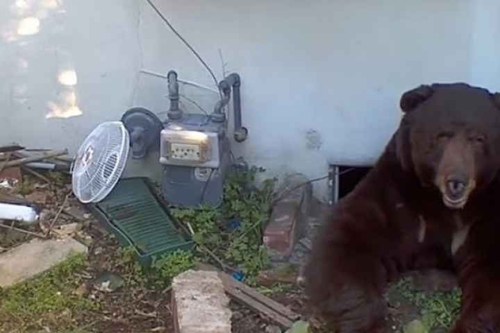 Khốn khổ vì sống chung với gấu 260 kg dưới gầm nhà