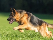 4 người trong gia đình ở Lào Cai bị chó cắn, 1 người tử vong nghi do bệnh dại