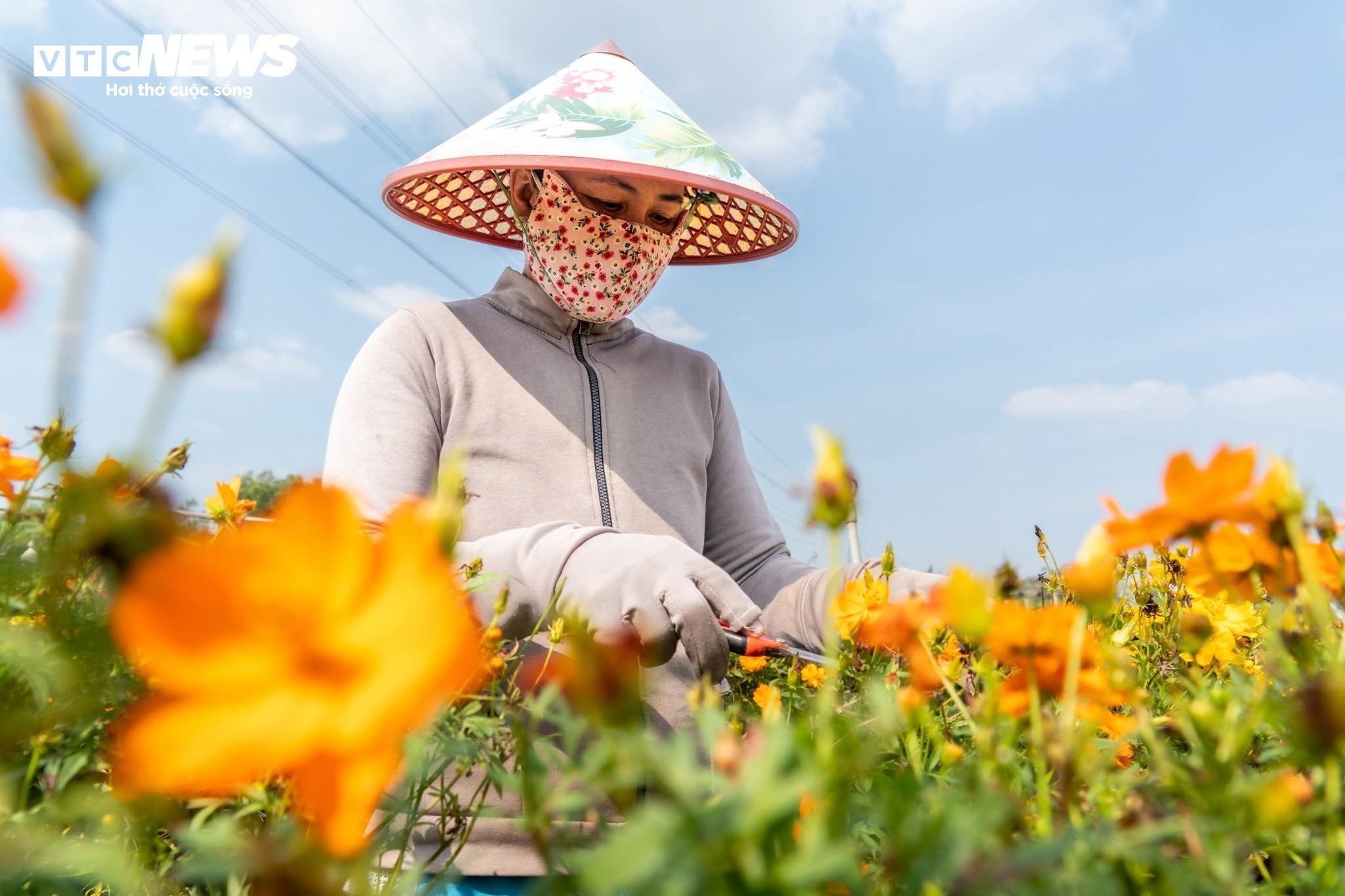 “Giờ là giai đoạn quan trọng nhất. Hoa phải lên dáng đẹp, nụ đều, màu chuẩn. Chỉ cần lệch vài ngày là coi như hỏng vụ Tết", một chủ vườn hoa chia sẻ trong lúc tỉ mẩn tỉa cành cho cây.