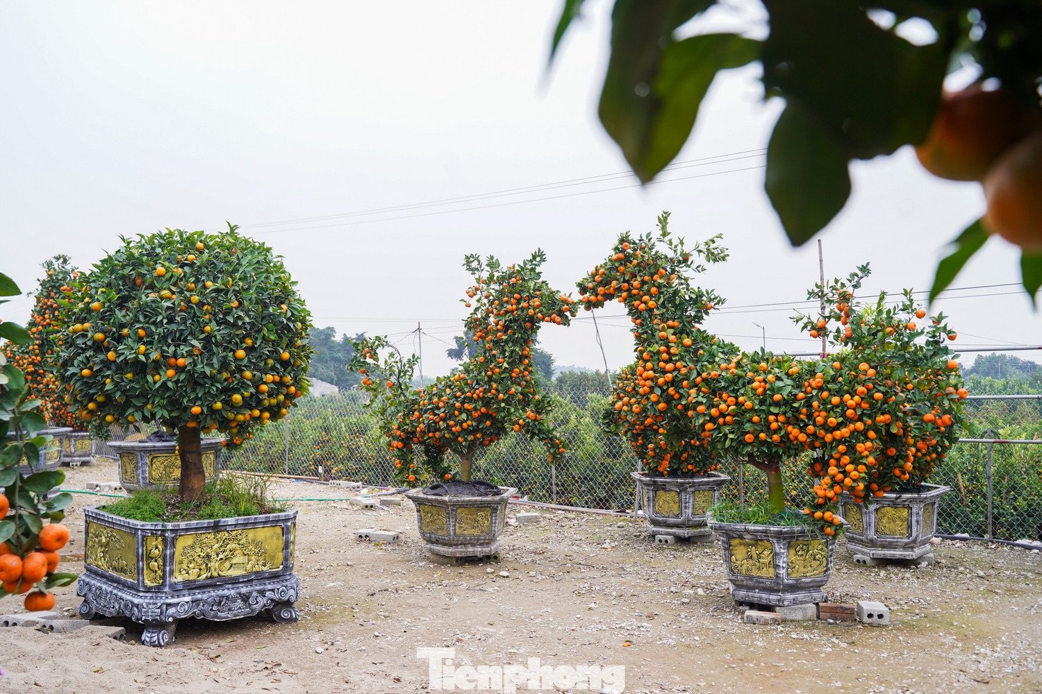 Trao đổi với phóng viên, chị Thùy (chủ vườn tại Văn Giang, Hưng Yên) cho biết: "Ngay từ khâu chọn cây phôi, nhà vườn đã phải lựa chọn kỹ lưỡng những cây quýt thuộc giống khỏe, nhiều tay tán, sai quả và có khả năng giữ quả lâu. Từng đường cong, độ vươn của cành đều được tính toán cẩn thận, uốn nắn tỉ mỉ nhằm tạo hình dáng con ngựa cân đối, đẹp mắt".