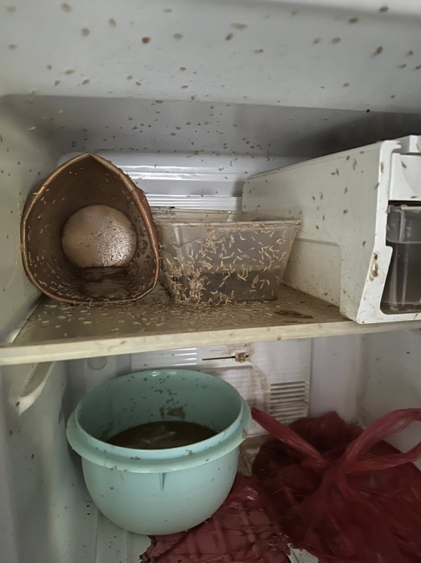 Thức ăn ôi thiu đầy giòi bọ trong tủ lạnh. Ảnh: Facebook Munirah Musa