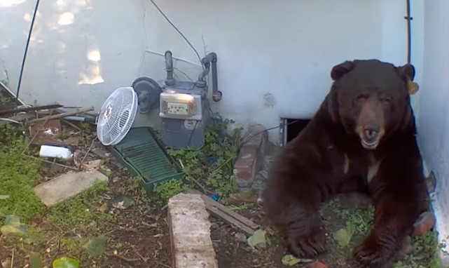 Con gấu bị đuổi khỏi nhà Johnson. Ảnh cắt từ video