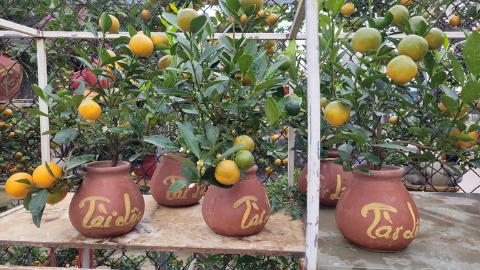 Quất bonsai mini giá vài trăm ngàn đồng mỗi bình - 3