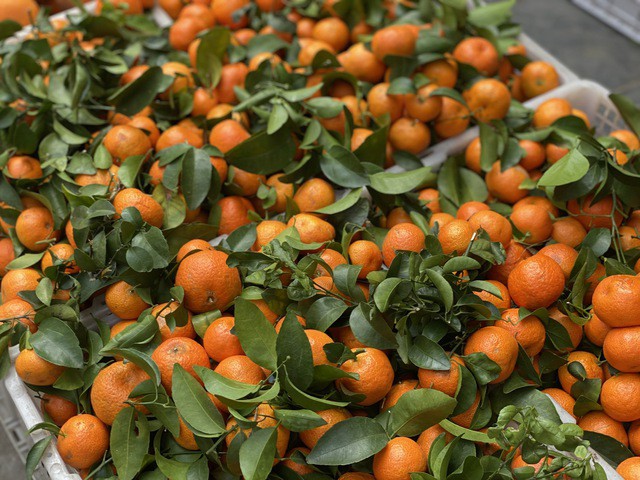 Trên thị trường đang bán nhiều loại quýt khác nhau, người tiêu dùng nên tìm hiểu rõ trước khi mua.