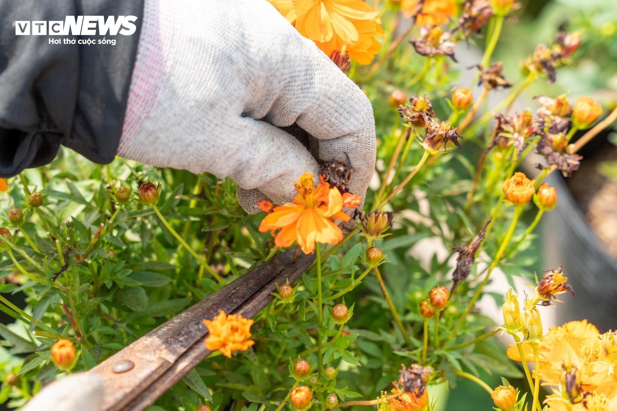 “Giờ là giai đoạn quan trọng nhất. Hoa phải lên dáng đẹp, nụ đều, màu chuẩn. Chỉ cần lệch vài ngày là coi như hỏng vụ Tết", một chủ vườn hoa chia sẻ trong lúc tỉ mẩn tỉa cành cho cây.