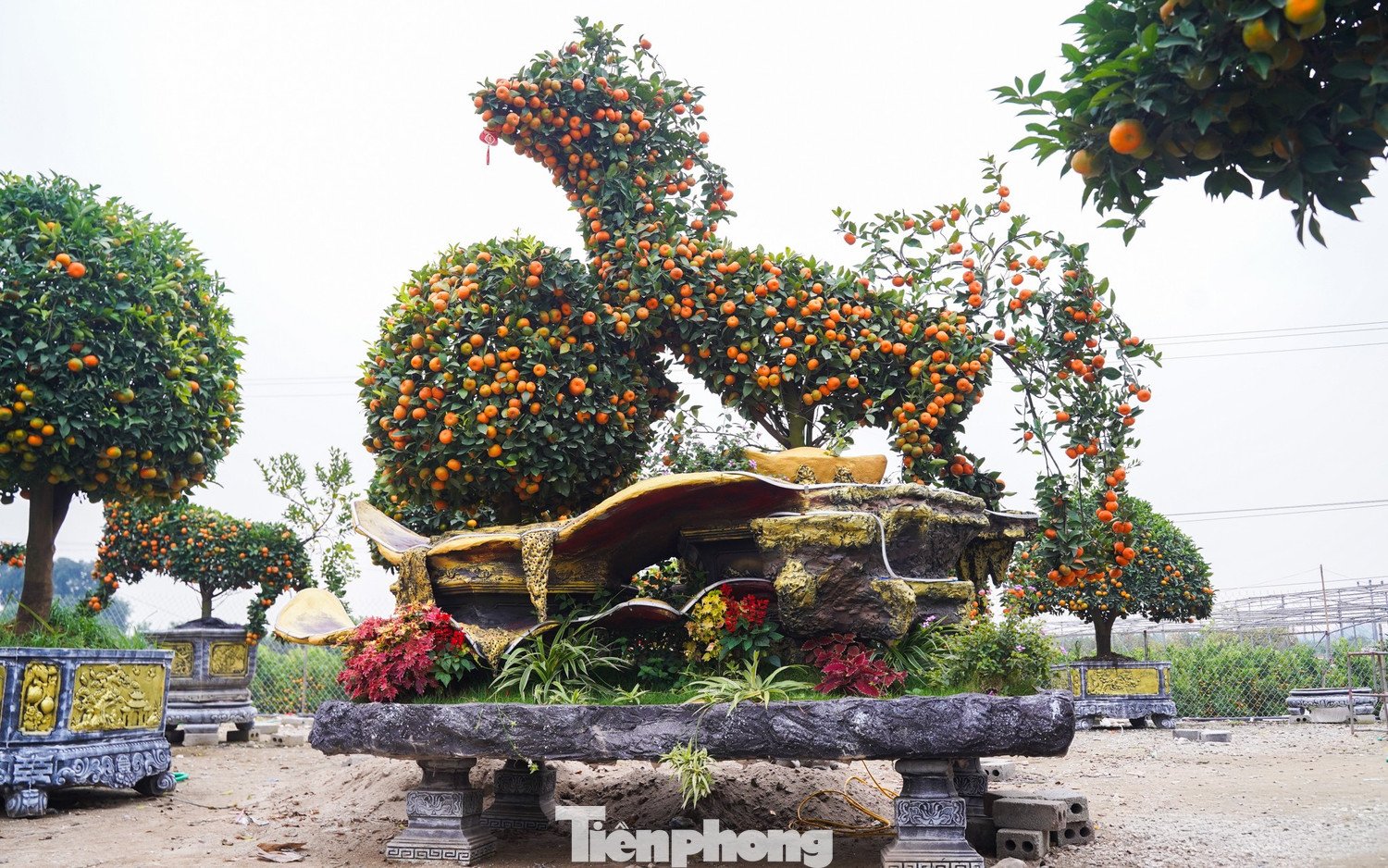 Trao đổi với phóng viên, chị Thùy (chủ vườn tại Văn Giang, Hưng Yên) cho biết: "Ngay từ khâu chọn cây phôi, nhà vườn đã phải lựa chọn kỹ lưỡng những cây quýt thuộc giống khỏe, nhiều tay tán, sai quả và có khả năng giữ quả lâu. Từng đường cong, độ vươn của cành đều được tính toán cẩn thận, uốn nắn tỉ mỉ nhằm tạo hình dáng con ngựa cân đối, đẹp mắt".