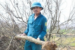 Hàng nghìn gốc đào gặp 'hiện tượng lạ', nông dân Thanh Hóa trắng tay trước Tết