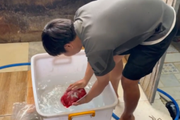 CLIP: Các "phù thuỷ" ở TPHCM hô biến thịt heo thành thịt nhím, nai, đà điểu