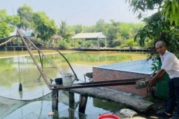 Nông dân TPHCM (địa bàn Bình Dương) nuôi cá kiểu 'hai trong một' sinh tiền tỷ, mô hình nông nghiệp đô thị