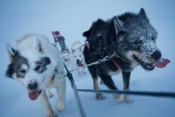 Đàn husky đặc nhiệm tuần tra hàng nghìn km tuyết trắng ở Greenland