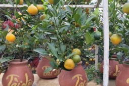 Quất bonsai mini giá vài trăm ngàn đồng mỗi bình