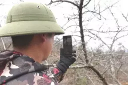 Thương lái đổ về Lùng Cúng 'săn tìm' đào cổ bán Tết