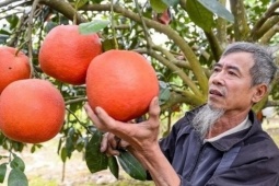 Bưởi đỏ tiến vua Thanh Hóa 'cháy hàng' trước Tết, thương lái đặt cọc từ sớm