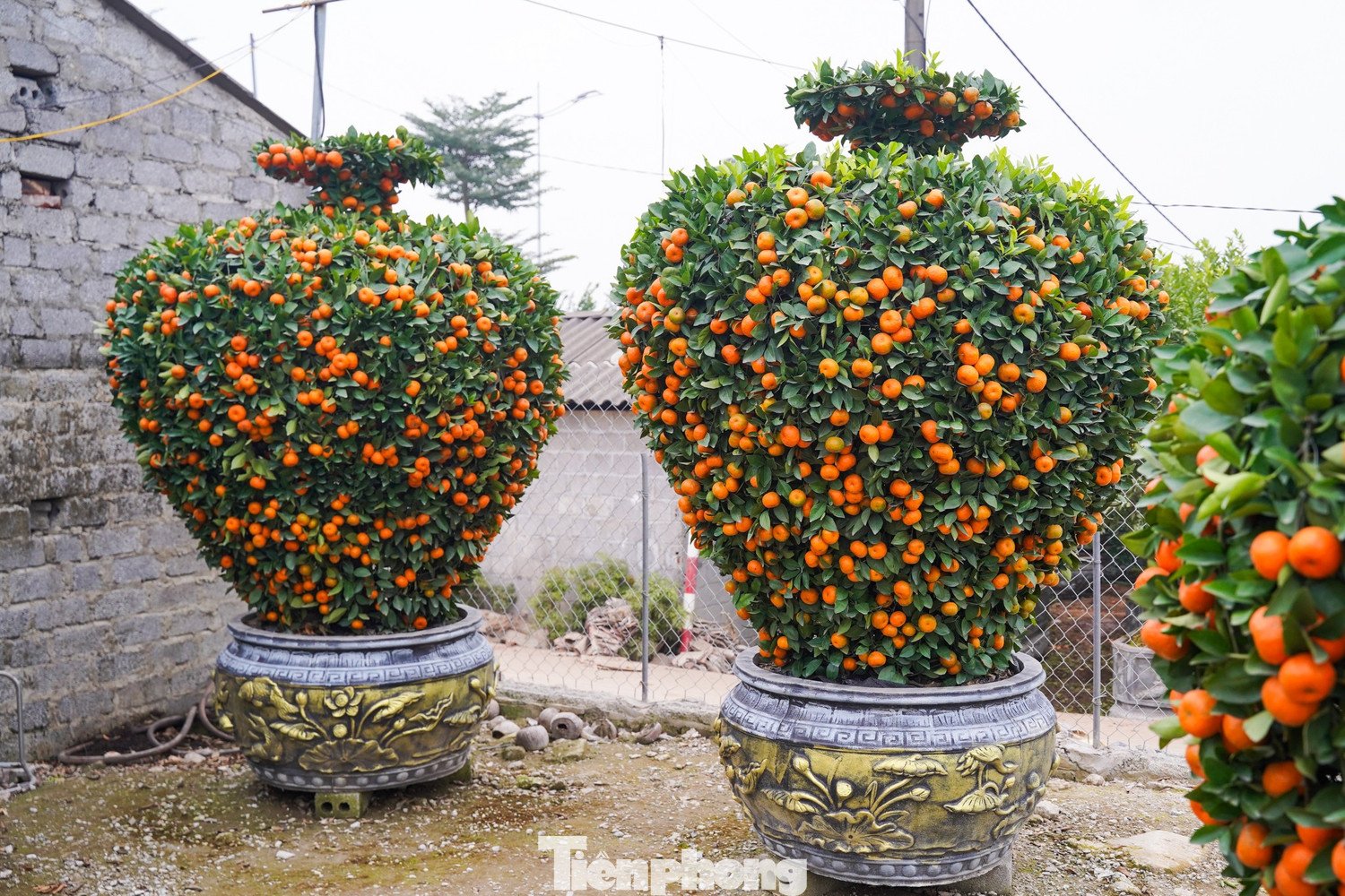 Ngoài ra, thị trường còn có nhiều mẫu quýt cảnh với kiểu dáng đa dạng như quýt lục bình, quýt hút lộc, quýt cầu tài – cầu lộc, đáp ứng nhu cầu trang trí và mong muốn may mắn, thịnh vượng của người chơi cây cảnh trong dịp Tết.