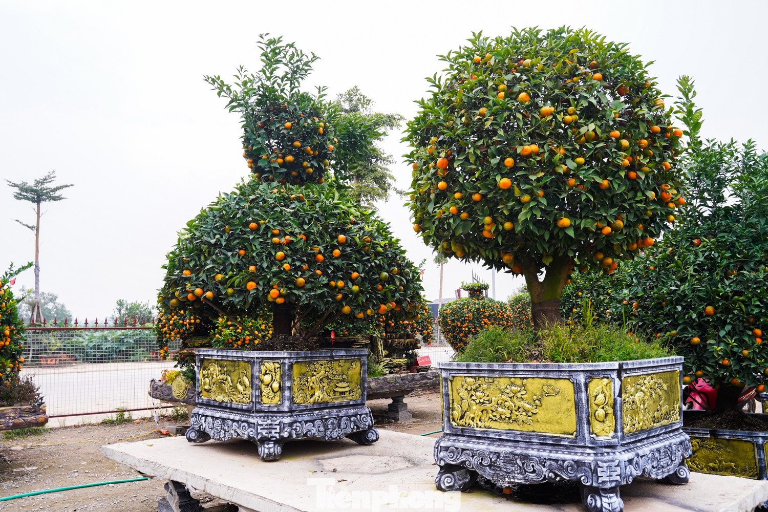 Ngoài ra, thị trường còn có nhiều mẫu quýt cảnh với kiểu dáng đa dạng như quýt lục bình, quýt hút lộc, quýt cầu tài – cầu lộc, đáp ứng nhu cầu trang trí và mong muốn may mắn, thịnh vượng của người chơi cây cảnh trong dịp Tết.