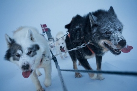 Đàn husky đặc nhiệm tuần tra hàng nghìn km tuyết trắng ở Greenland