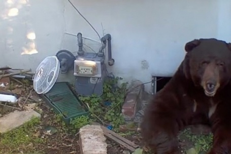 Khốn khổ vì sống chung với gấu 260 kg dưới gầm nhà