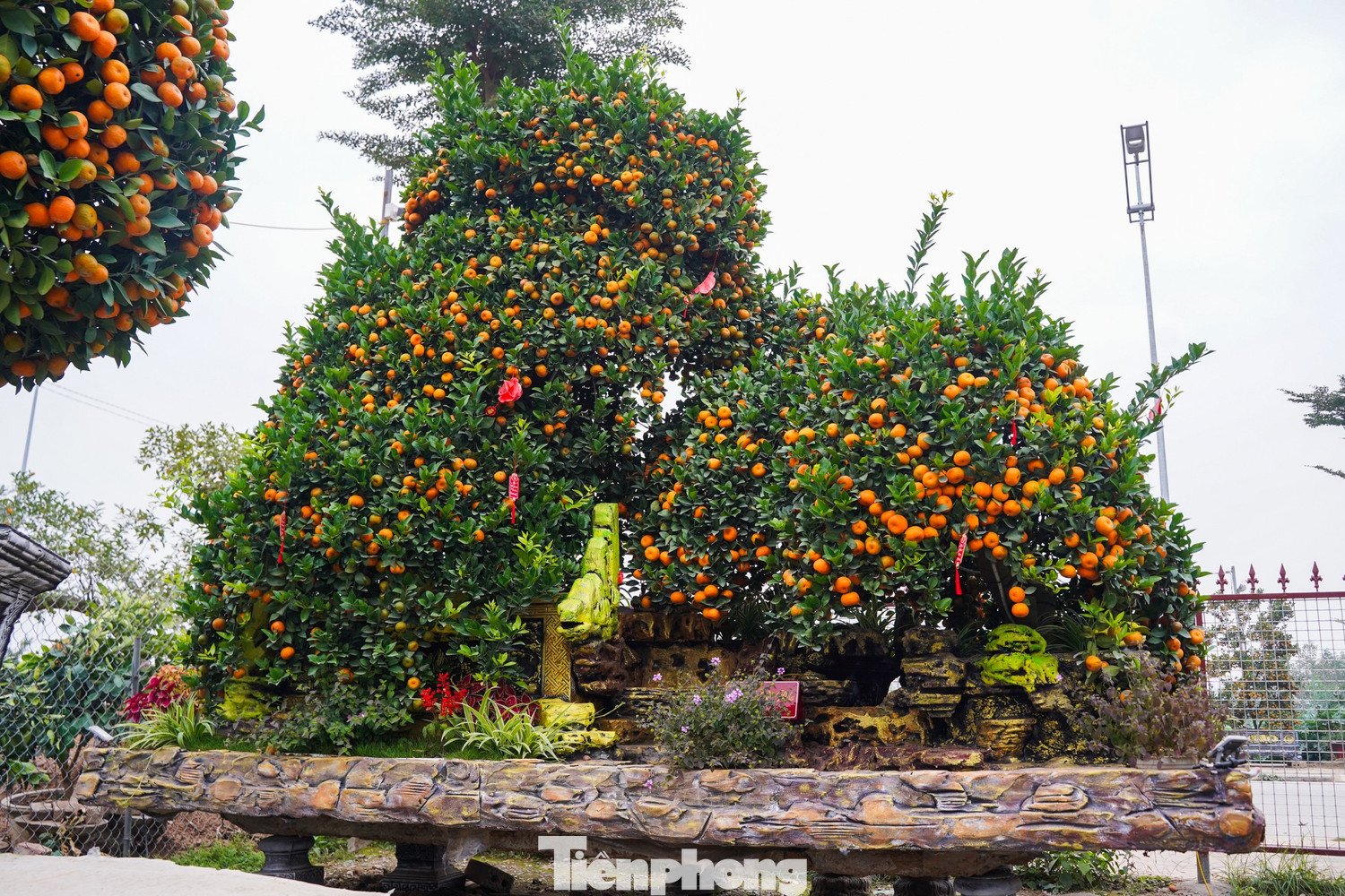 Tác phẩm quýt cảnh “song tử bái mẫu” cao 3,5m được chào giá gần 120 triệu đồng, tạo hình theo thế hai cây con chầu về cây mẹ, mang ý nghĩa gia đình sum vầy, hiếu đạo và con cháu quây quần dịp Tết.