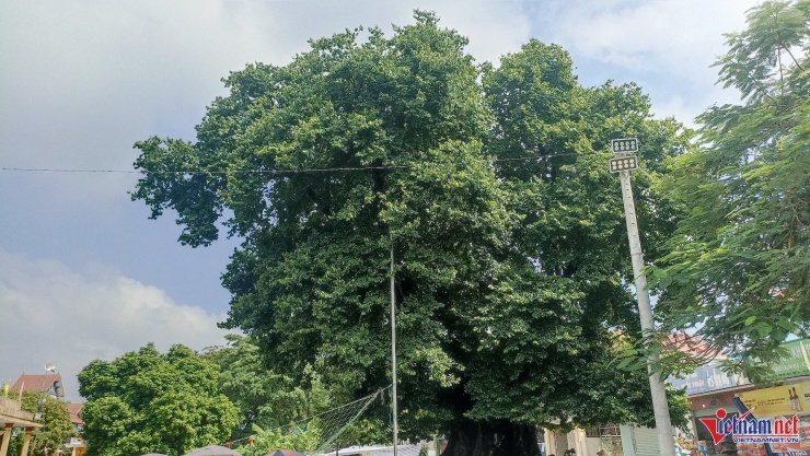 Cây thị "khổng lồ" nằm ngay bên tuyến đường liên xã ở làng Xuân Vũ (Ninh Bình)