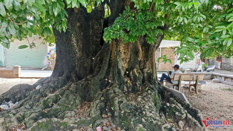 Thân cây lớn với đường kính gần 3m