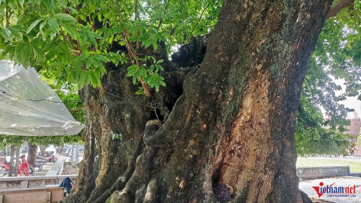 Cây thị cổ thụ này được người dân Xuân Vũ gọi là "cụ thị"