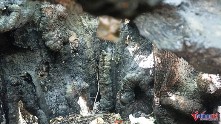 Thân cây rỗng ruột, chỉ còn ít da (vỏ) bám với bộ rễ cắm xuống đất