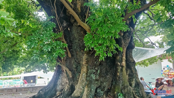 Cây thị được người dân Xuân Vũ chăm sóc, bảo vệ và xem như báu vật