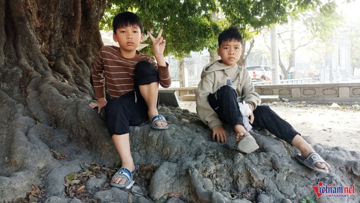 Gốc thị là nơi lưu lại ký ức đối với nhiều thế hệ già, trẻ của làng