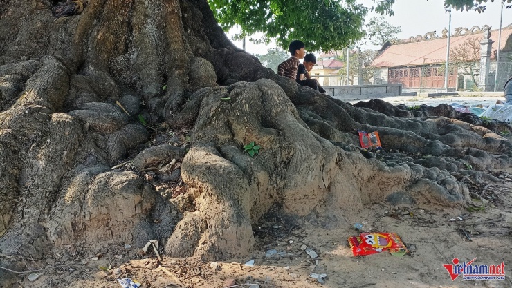 Trải qua hàng trăm năm, cây vẫn đứng sừng sững, vững chãi cùng với sự phát triển của Xuân Vũ