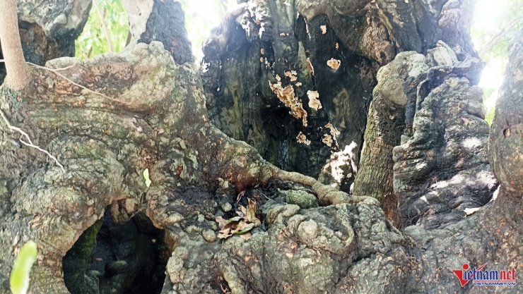 Cây thị đã lớn lên và tồn tại bền bỉ qua nhiều thế hệ