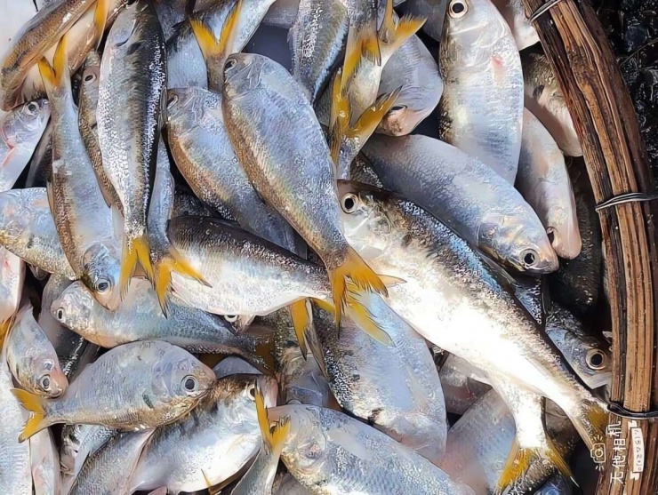 Loài cá độc quyền ở sông Hồng, mỗi năm ngược dòng đẻ trứng, thịt béo ngậy, làm đủ món ngon - 1