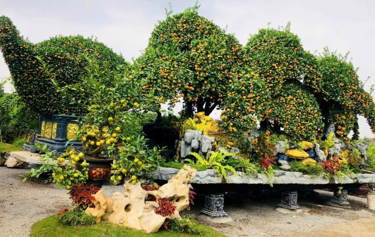 Những ngày này, không khí tại các nhà vườn ở xã Văn Giang trở nên rộn ràng hơn bao giờ hết. Dòng người ra vào liên tục để ngắm nghía, chụp ảnh và hỏi mua những chậu cây cảnh “khủng” phục vụ Tết. Trong số đó, nhà vườn Hoàn TKS gây chú ý đặc biệt khi lần đầu tiên ra mắt bộ ba tác phẩm quýt chu sa mang chủ đề Phúc – Lộc – Thọ.