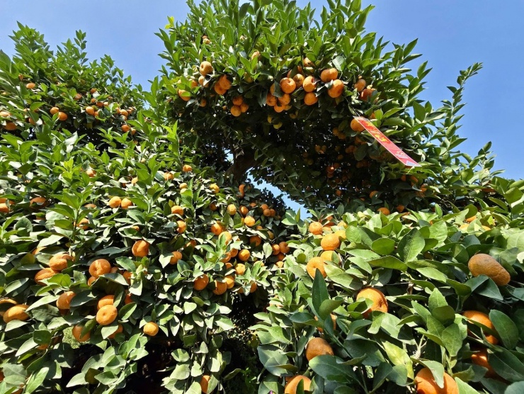 Choáng ngợp loạt ‘siêu phẩm’ cây cảnh chơi Tết ở Hưng Yên giá hàng trăm triệu đồng - 6