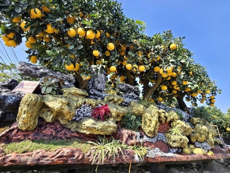 Trong khi đó, tác phẩm Thọ – có giá hơn 200 triệu đồng và đã được khách đặt mua – lại mang dáng dấp như một dãy núi trùng điệp. Ba cây quýt chu sa được đặt trên bệ đá lớn, tán cây uốn lượn như mây núi chồng lớp, vừa mềm mại vừa vững chãi. Với chiều dài khoảng 7 m, rộng 2,2 m, cao gần 3,5 m, tác phẩm tượng trưng cho sự trường tồn, bền bỉ theo thời gian.