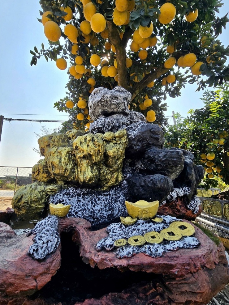 Không chỉ có quýt chu sa, nhà vườn Hoàn TKS còn giới thiệu những chậu bưởi Diễn độc đáo phục vụ Tết. Đáng chú ý là một chậu bưởi Diễn có giá hơn 300 triệu đồng, hiện đang được nhiều khách hàng “đặt lịch” tới tận vườn để chiêm ngưỡng trước khi quyết định mua về chơi Tết.