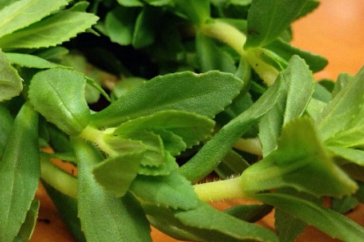 Loại rau mọc đầy bờ ao là trợ thủ chữa sỏi thận