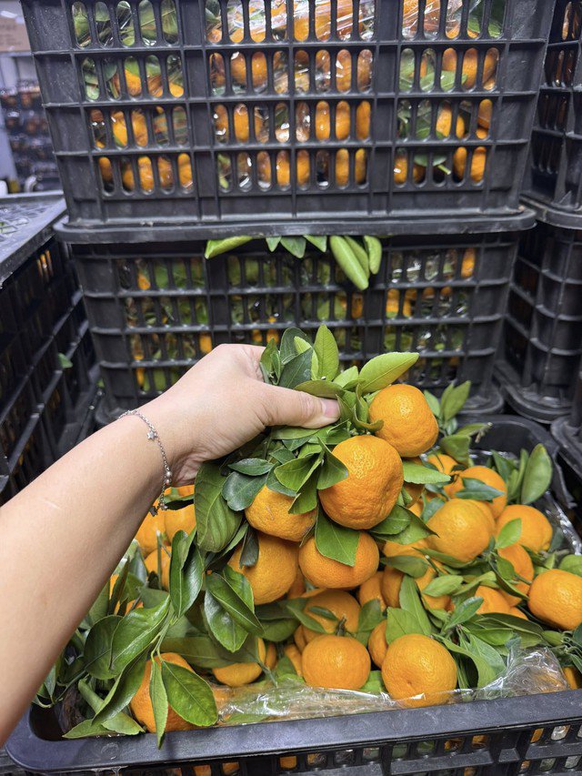 Do thị trường có rất nhiều loại quýt khác nhau đang bày bán, mỗi loại lại có hương vị, xuất xứ khác nhau, vì vậy người tiêu dùng nên chọn địa chỉ uy tín và tùy thuộc vào nhu cầu của mình để mua hàng.