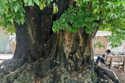 Cả làng ở Ninh Bình bảo vệ cây thị ‘khổng lồ’ như báu vật
