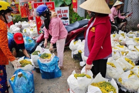 Cúc mâm xôi nở sớm giá siêu rẻ, người dân tấp nập mua trang trí trước Tết