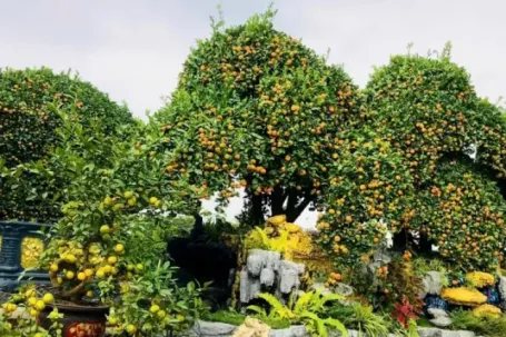 Choáng ngợp loạt ‘siêu phẩm’ cây cảnh chơi Tết ở Hưng Yên giá hàng trăm triệu đồng