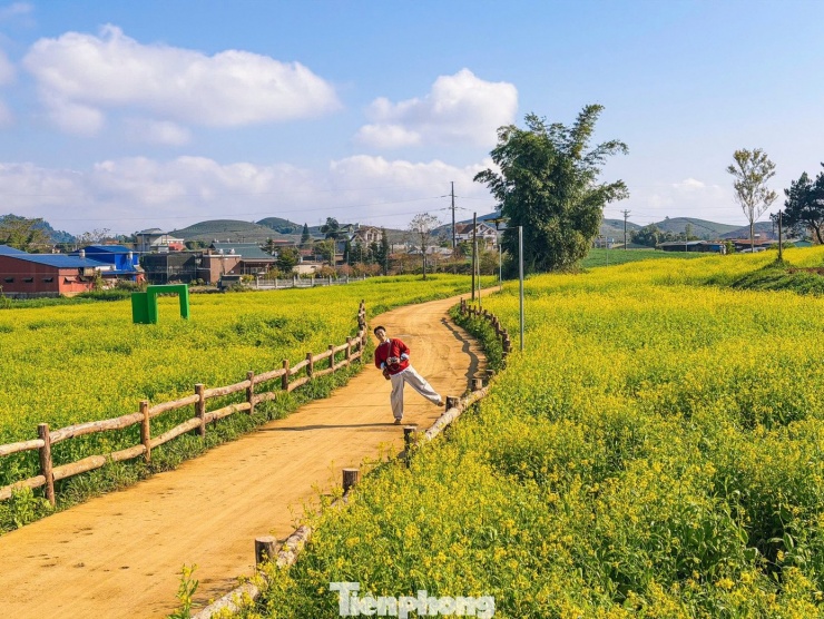 Theo người dân địa phương, hạt cải được gieo trồng cách đây khoảng một tháng. Nhờ thổ nhưỡng màu mỡ, khí hậu mát mẻ đặc trưng của cao nguyên, hoa nở đều, cánh dày và màu sắc tươi tắn. Hiện hoa đã nở được khoảng một tuần và dự kiến sẽ rộ đúng dịp Tết Nguyên đán, thời điểm du khách đổ về Mộc Châu tăng mạnh.