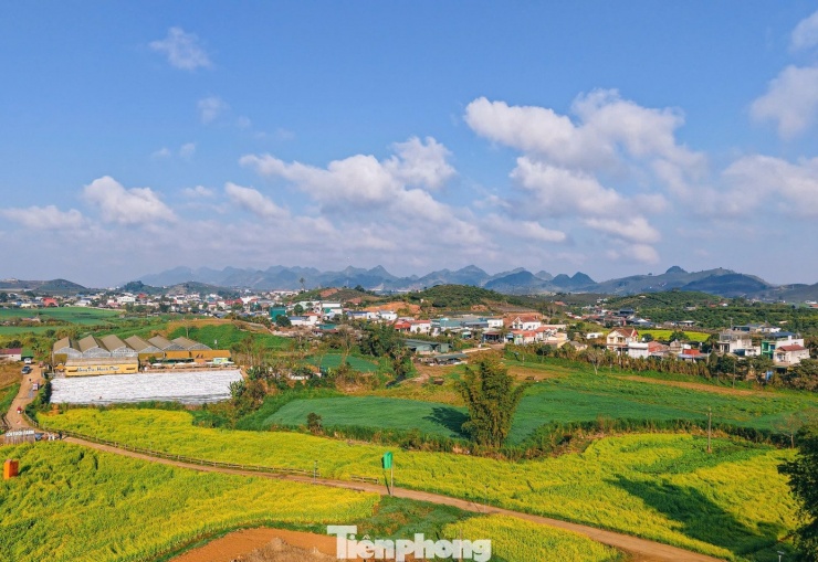 Hiện nay, nhiều nhà vườn ở Mộc Châu đã mở cửa đón khách tham quan, chụp ảnh với mức vé khoảng 30.000 đồng/người, không giới hạn thời gian. Anh Kiên bật mí cho khách, những ai có ý định check-in mùa hoa cải nên đến vào buổi chiều, khi sương đã tan, ánh nắng dịu nhẹ giúp khung cảnh trở nên rực rỡ và lên hình đẹp hơn. Trong tuần cận Tết, mỗi ngày nơi đây đón hàng trăm lượt khách, chủ yếu là người dân địa phương và du khách từ các tỉnh lân cận.