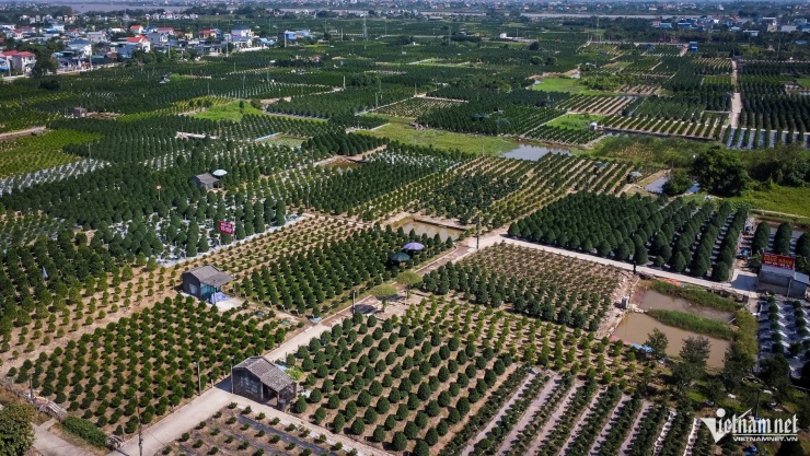 Cây quất 'tam đa' hơn 10 năm tuổi được thuê 30 triệu đồng chơi Tết - 1