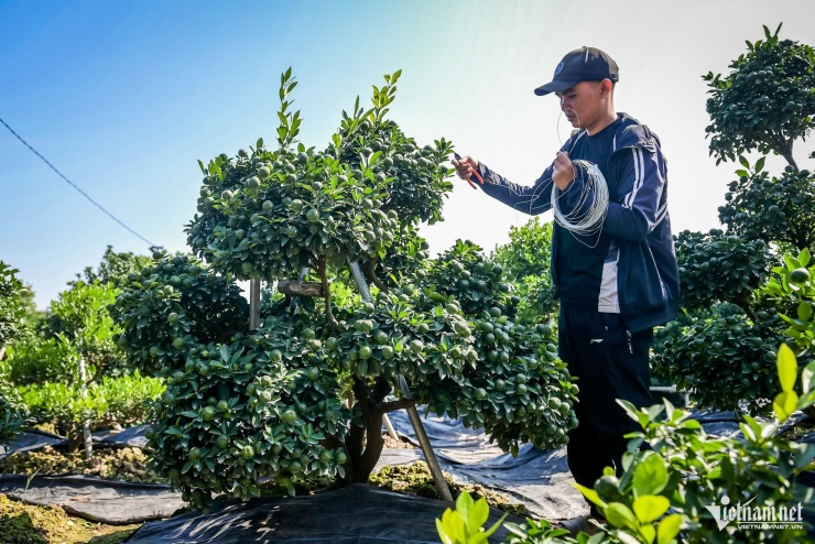 Cây quất 'tam đa' hơn 10 năm tuổi được thuê 30 triệu đồng chơi Tết - 3