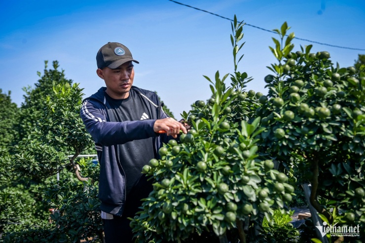 Cây quất 'tam đa' hơn 10 năm tuổi được thuê 30 triệu đồng chơi Tết - 2