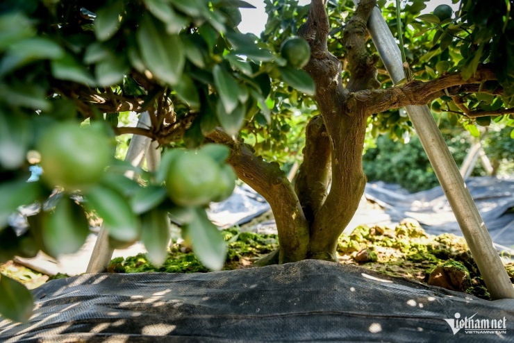 Cây quất 'tam đa' hơn 10 năm tuổi được thuê 30 triệu đồng chơi Tết - 5